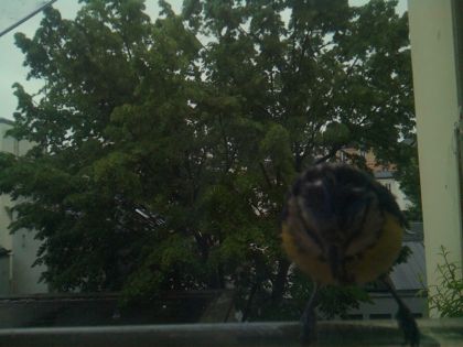bird_20260517_080510_201_burst3_motion3199_conf0.00_bestnone.jpg