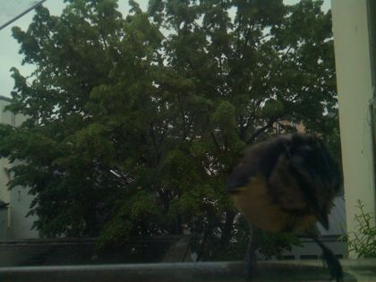 bird_20260517_080515_948_burst4_motion3199_conf0.88_bestcat.jpg