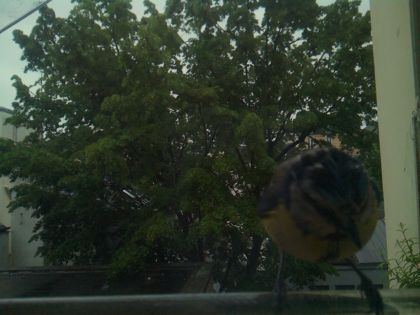 bird_20260517_080527_507_burst6_motion3199_conf0.95_bestbird.jpg
