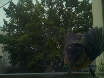 bird_20260517_080533_301_burst7_motion3199_conf0.83_bestbird.jpg