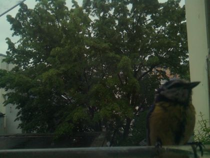 bird_20260517_080607_720_burst0_motion9597_conf1.00_bestcat.jpg