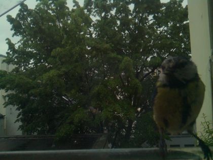 bird_20260517_080613_076_burst1_motion9597_conf0.34_bestbird.jpg