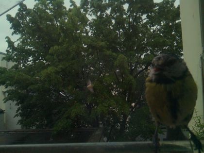 bird_20260517_080618_722_burst2_motion9597_conf0.87_bestbird.jpg