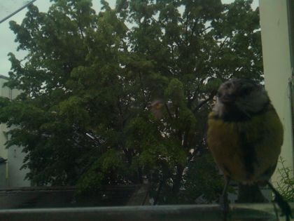 bird_20260517_080624_487_burst3_motion9597_conf0.79_bestbird.jpg
