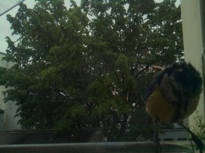 bird_20260517_080630_332_burst4_motion9597_conf0.90_bestbird.jpg