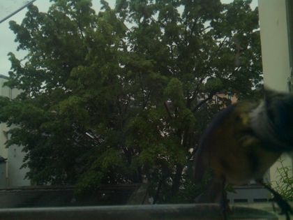 bird_20260517_080636_166_burst5_motion9597_conf0.29_bestbird.jpg