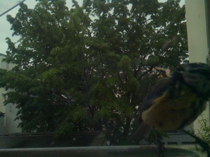 bird_20260517_080641_997_burst6_motion9597_conf0.99_bestbird.jpg
