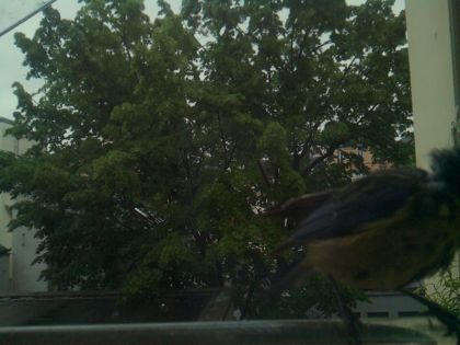 bird_20260517_080647_834_burst7_motion9597_conf0.97_bestbird.jpg