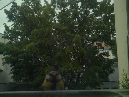 bird_20260517_080756_143_burst0_motion1234_conf0.36_bestpottedplant.jpg