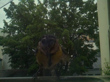 bird_20260517_080801_352_burst1_motion1234_conf0.00_bestnone.jpg
