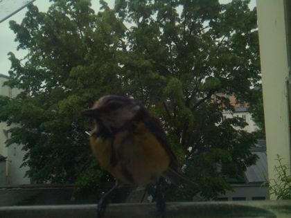 bird_20260517_080812_763_burst3_motion1234_conf1.00_bestbird.jpg