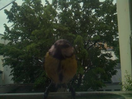 bird_20260517_080824_284_burst5_motion1234_conf0.79_bestbird.jpg