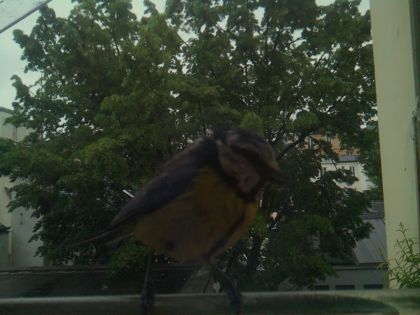 bird_20260517_080835_974_burst7_motion1234_conf1.00_bestbird.jpg