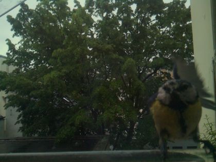 bird_20260517_080951_169_burst0_motion14196_conf0.25_bestbird.jpg