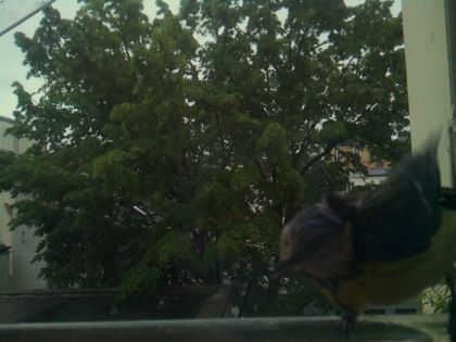 bird_20260517_080956_388_burst1_motion14196_conf0.58_bestperson.jpg