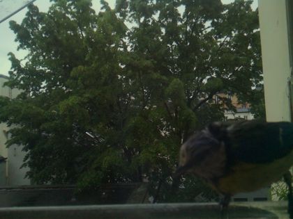 bird_20260517_081001_911_burst2_motion14196_conf0.00_bestnone.jpg
