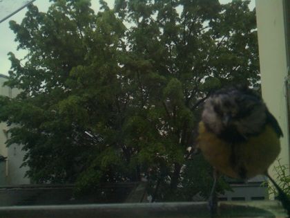 bird_20260517_081007_648_burst3_motion14196_conf0.28_bestbird.jpg