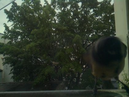 bird_20260517_081013_420_burst4_motion14196_conf0.26_bestbird.jpg