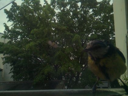 bird_20260517_081019_176_burst5_motion14196_conf0.98_bestbird.jpg