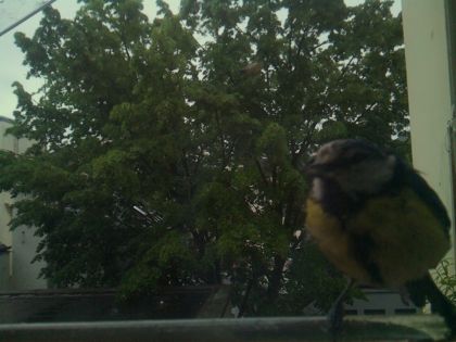 bird_20260517_081025_028_burst6_motion14196_conf0.98_bestbird.jpg