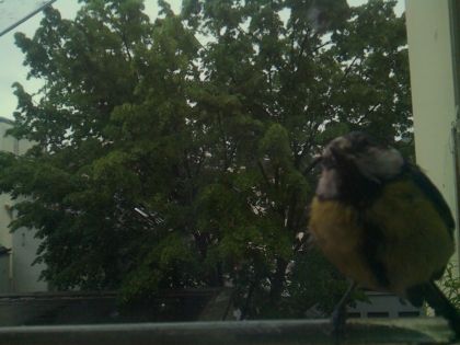bird_20260517_081030_887_burst7_motion14196_conf0.91_bestbird.jpg