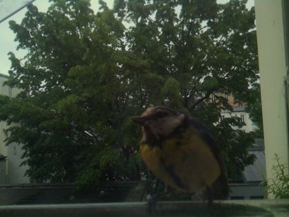 bird_20260517_081123_277_burst0_motion1260_conf1.00_bestbird.jpg