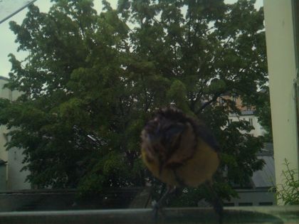 bird_20260517_081128_521_burst1_motion1260_conf0.93_bestbird.jpg