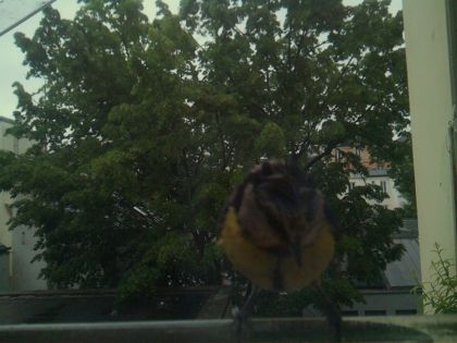 bird_20260517_081134_209_burst2_motion1260_conf0.71_bestbird.jpg