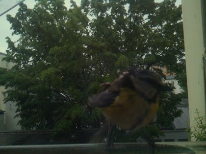 bird_20260517_081139_875_burst3_motion1260_conf0.99_bestbird.jpg