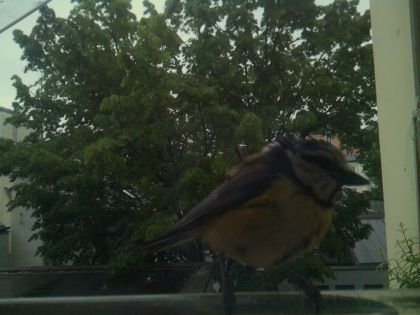 bird_20260517_081145_603_burst4_motion1260_conf0.98_bestbird.jpg