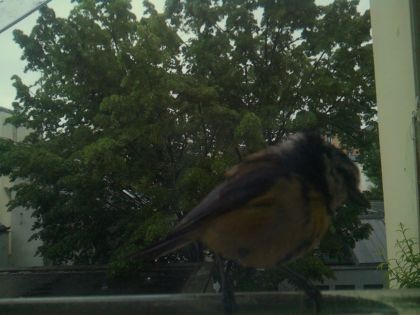 bird_20260517_081151_479_burst5_motion1260_conf0.99_bestbird.jpg