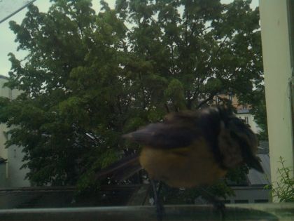 bird_20260517_081157_393_burst6_motion1260_conf0.94_bestbird.jpg