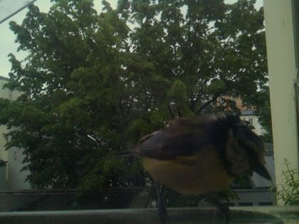bird_20260517_081203_232_burst7_motion1260_conf0.81_bestbird.jpg