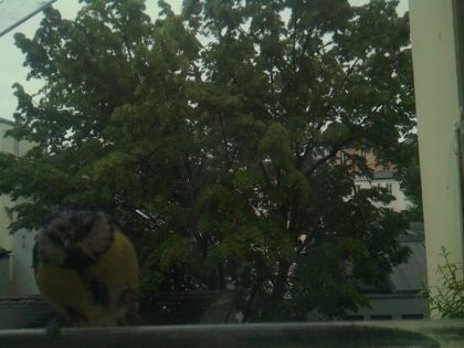 bird_20260517_081304_739_burst0_motion1324_conf0.00_bestnone.jpg