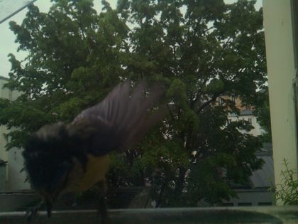 bird_20260517_081309_942_burst1_motion1324_conf0.00_bestnone.jpg