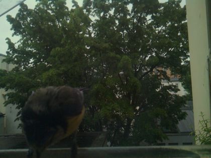 bird_20260517_081315_589_burst2_motion1324_conf0.00_bestnone.jpg