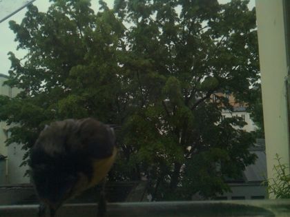 bird_20260517_081321_409_burst3_motion1324_conf0.00_bestnone.jpg