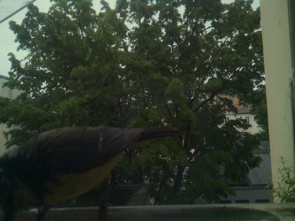 bird_20260517_081338_811_burst6_motion1324_conf0.00_bestnone.jpg