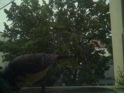 bird_20260517_081344_569_burst7_motion1324_conf0.00_bestnone.jpg