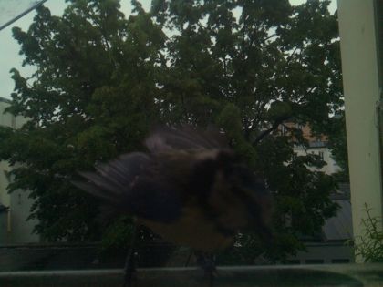bird_20260517_082301_918_burst0_motion1267_conf0.00_bestnone.jpg
