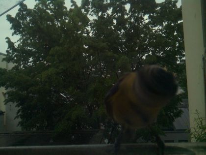 bird_20260517_082410_553_burst0_motion2988_conf0.39_bestbird.jpg