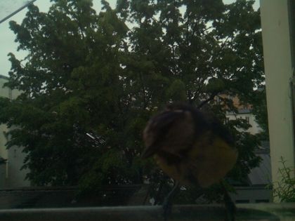 bird_20260517_082415_817_burst1_motion2988_conf0.66_bestbird.jpg