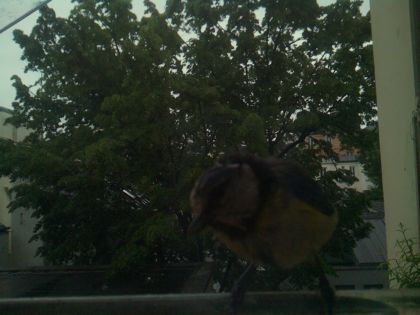 bird_20260517_082421_413_burst2_motion2988_conf0.00_bestnone.jpg