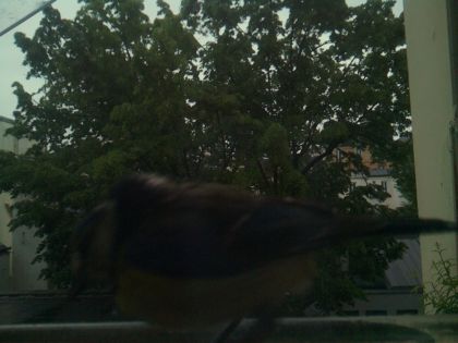 bird_20260517_082427_160_burst3_motion2988_conf0.00_bestnone.jpg