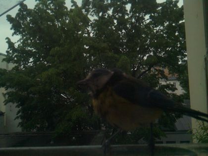 bird_20260517_082531_746_burst0_motion2142_conf0.63_bestbird.jpg