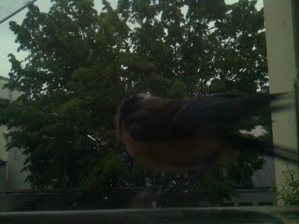 bird_20260517_082537_065_burst1_motion2142_conf0.00_bestnone.jpg