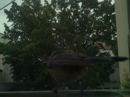 bird_20260517_082542_655_burst2_motion2142_conf0.00_bestnone.jpg