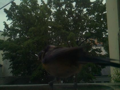 bird_20260517_082548_408_burst3_motion2142_conf0.00_bestnone.jpg