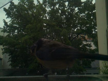 bird_20260517_082554_177_burst4_motion2142_conf0.78_bestbird.jpg