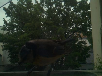 bird_20260517_082600_029_burst5_motion2142_conf0.00_bestnone.jpg